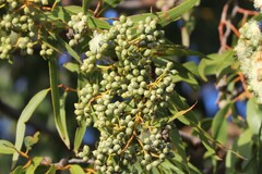 Corymbia leichhardtii