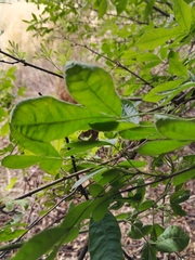 Searsia pyroides pyroides