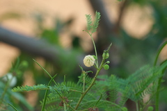 Leucaena leucocephala