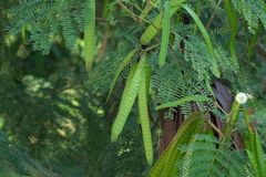 Leucaena leucocephala