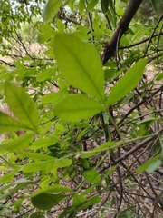 Searsia pyroides pyroides