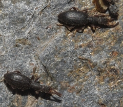 Stenosis mendizabali