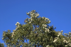 Corymbia leichhardtii
