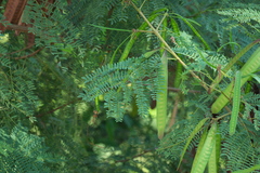 Leucaena leucocephala