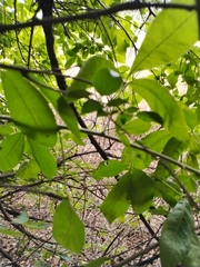 Searsia pyroides pyroides