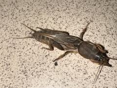 Gryllotalpa