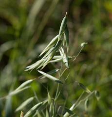 Avena