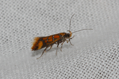 Promalactis procerella