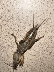 Gryllotalpa