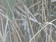 Phleocryptes melanops