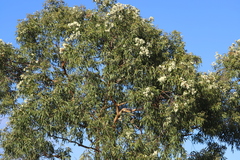 Corymbia leichhardtii