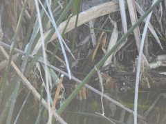 Phleocryptes melanops