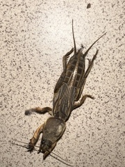 Gryllotalpa