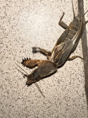 Gryllotalpa