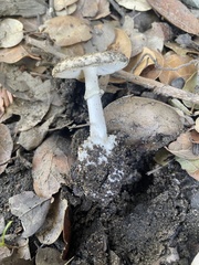Amanita phalloides
