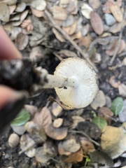 Amanita phalloides