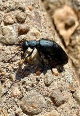 Meloe angusticollis