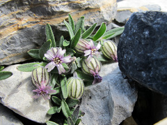 Silene uralensis