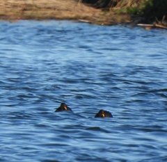 Fulica rufifrons