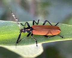 Pseudolycus torridus