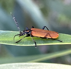 Pseudolycus torridus