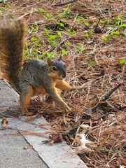 Sciurus niger