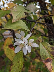 Maleae