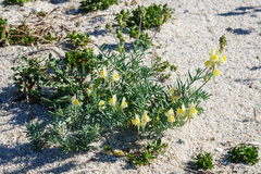 Linaria polygalifolia