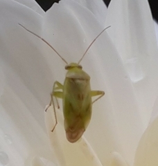 Taylorilygus apicalis