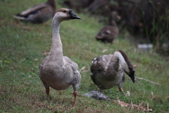 Anser cygnoides domesticus