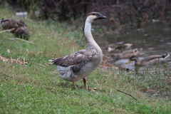 Anser cygnoides domesticus