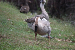 Anser cygnoides domesticus