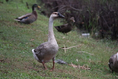 Anser cygnoides domesticus