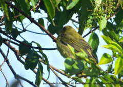 Piranga olivacea