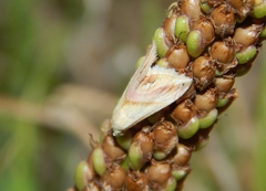 Eublemma cochylioides