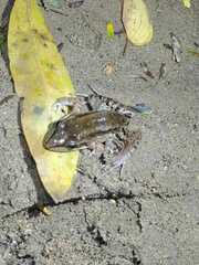 Leptodactylus insularum