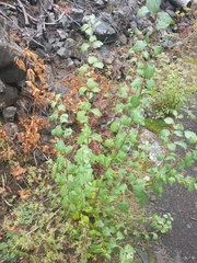 Philadelphus lewisii