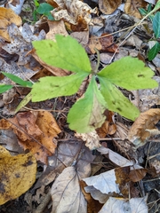 Sanicula canadensis