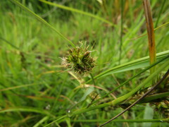 Carex bracteosa