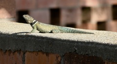 Sceloporus cyanogenys