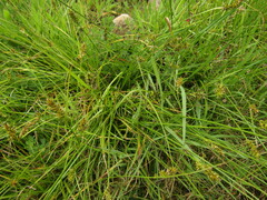 Carex bracteosa