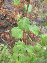 Philadelphus lewisii