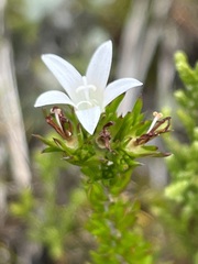 Wahlenbergia calcarea
