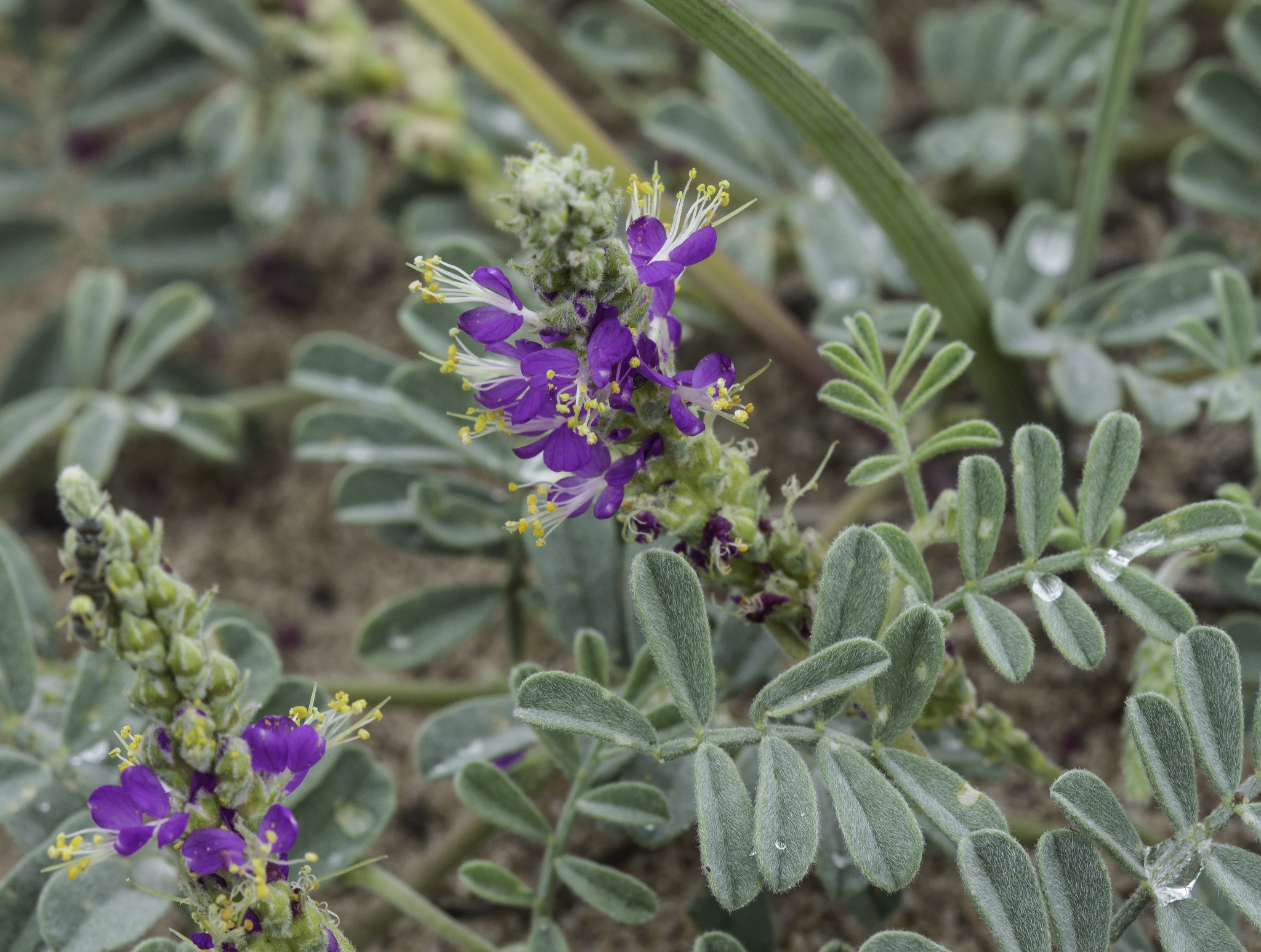 Dalea lanata