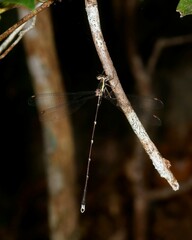 Episynlestes albicaudus