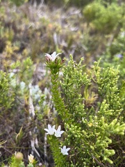 Wahlenbergia calcarea