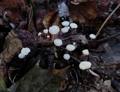 Marasmius epiphyllus