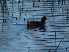 Fulica rufifrons