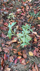 Artemisia douglasiana