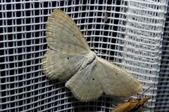 Scopula immutata